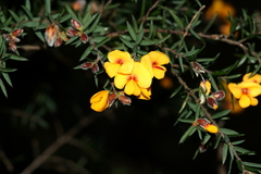Pultenaea juniperina