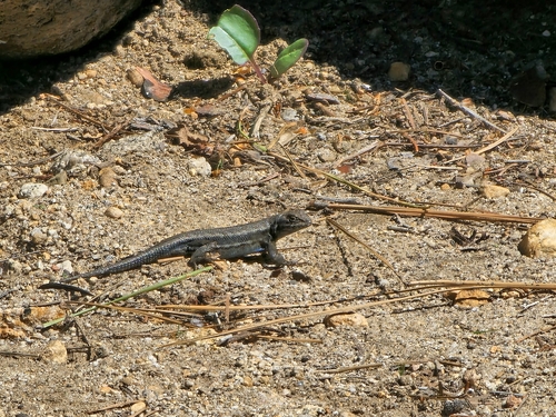 iNaturalist observation photo of Common Sagebrush Lizard