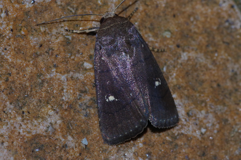 Proxenus lineosella