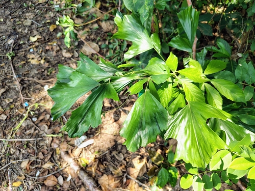 Caryota urens