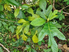 (c) renjus box, some rights reserved (CC BY) Artocarpus hirsutus, photograph (c) renjus box, some rights reserved (CC BY)