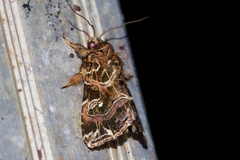 Callopistria duplicans