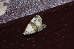 Maliattha signifera