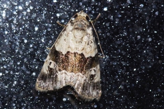 Maliattha signifera