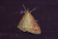 Ostrinia zaguliaevi
