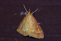 Ostrinia zaguliaevi