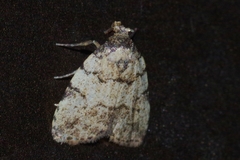 Neachrostia bipuncta