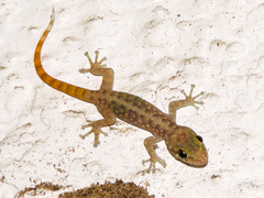 Phyllodactylus lanei