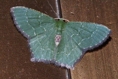 Hemithea tritonaria