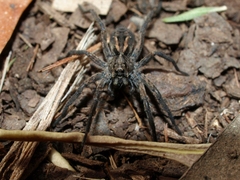 Tasmanicosa godeffroyi