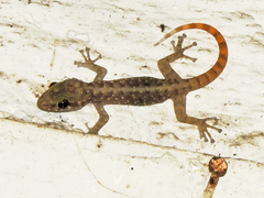 Phyllodactylus lanei