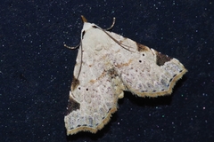 Prolophota trigonifera