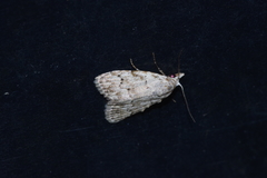 Nola thyrophora