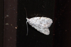 Nola thyrophora