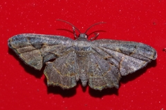 Monobolodes prunaria