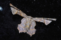 Monobolodes prunaria