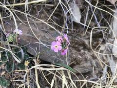 Androsace mariae, photograph 王天, CC BY, iNaturalist via GBIF