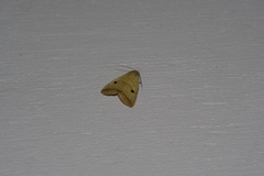 Bocula caradrinoides