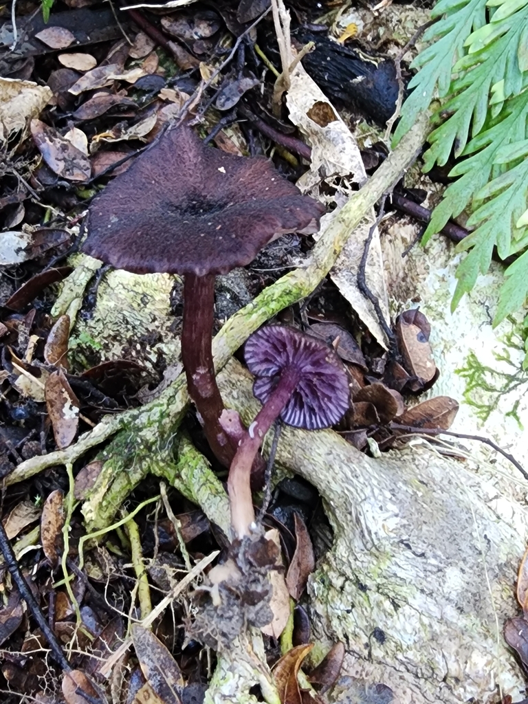 Laccaria violaceonigra