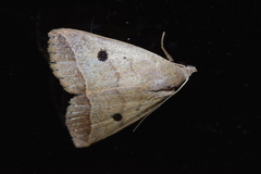 Bocula caradrinoides