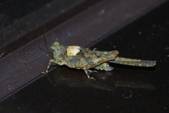 Paratettix histricus