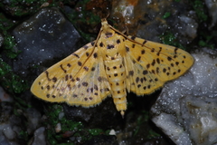 Conogethes punctiferalis