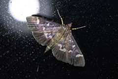 Herpetogramma luctuosalis