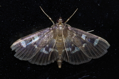 Herpetogramma luctuosalis