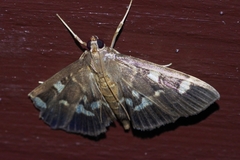 Herpetogramma luctuosalis