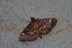 Herpetogramma luctuosalis