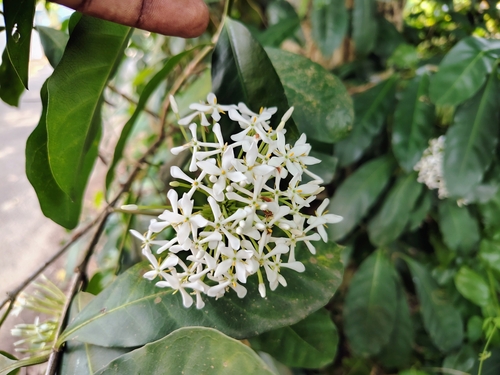 Image of Ixora finlaysoniana by (c) renjus box, some rights reserved (CC BY)
