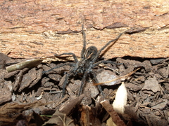 Tasmanicosa godeffroyi