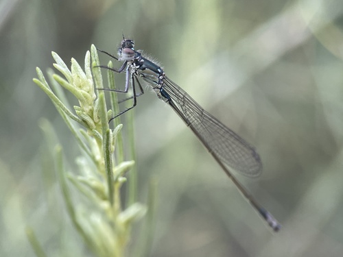iNaturalist observation photo of Forktails