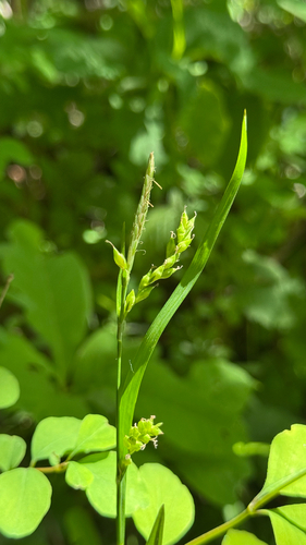 Henderson's sedge (Carex hendersonii)