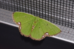 Comibaena procumbaria