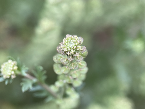 iNaturalist observation photo of Veiny Pepperweed