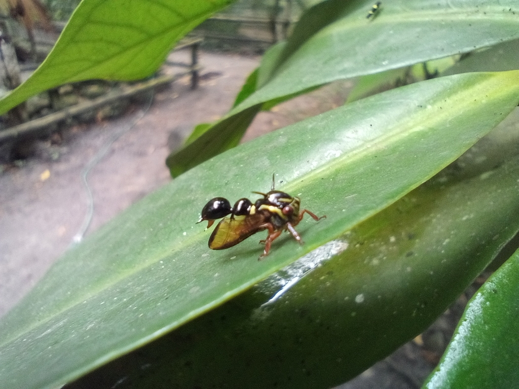Heteronotus apricarius
