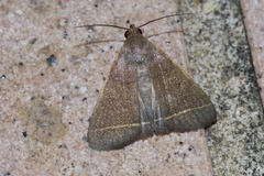 Simplicia cornicalis