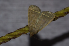 Simplicia cornicalis