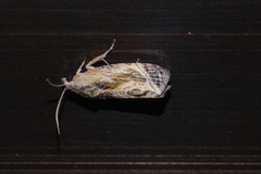 Cryptophlebia repletana