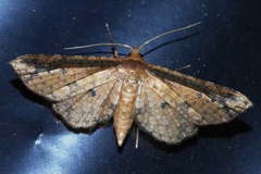 Pharambara splendida