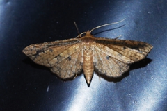 Pharambara splendida