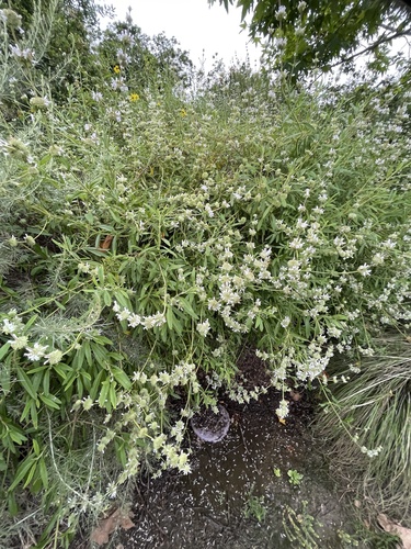 iNaturalist observation photo of black sage