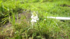 Calanthe ceciliae