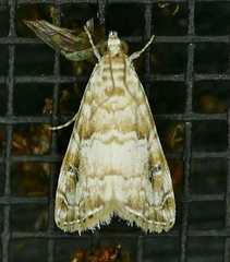 Hellula
