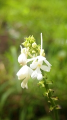 Calanthe ceciliae
