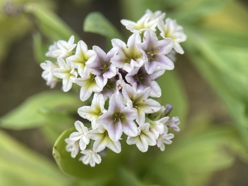 iNaturalist observation photo of alkali heliotrope