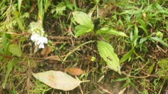 Calanthe ceciliae
