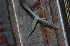 Pterophorus