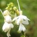 Calanthe ceciliae - Photo (c) Romadlon, algunos derechos reservados (CC BY-NC), subido por Romadlon